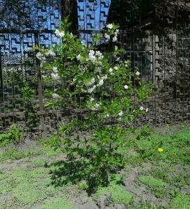 Вишни, сливы, абрикосы