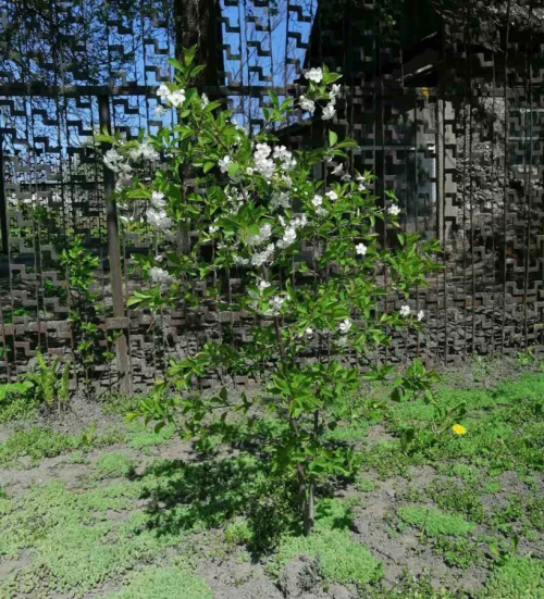 Вишни, сливы, абрикосы