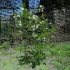 Вишни, сливы, абрикосы