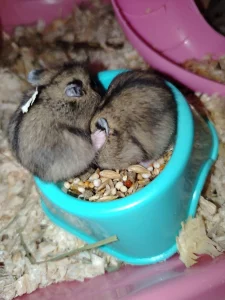 Хомячки джунгарские