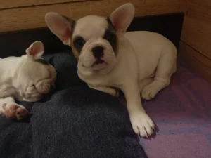 Щенки французского бульдога