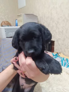 Щенок кокер спаниель гладкошерстный