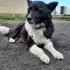 Жулечка ищет дом