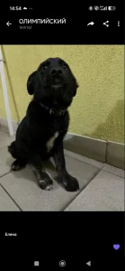 Найден щенок