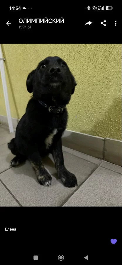 Найден щенок