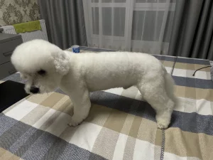 Пропал пес Бишон фризе.