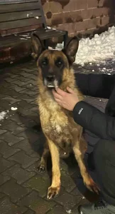 Найдена овчарка