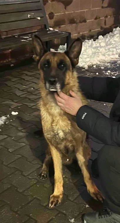 Найдена овчарка