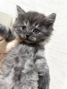 Ищет дом очаровательная котёнок-девочка