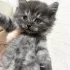 Ищет дом очаровательная котёнок-девочка