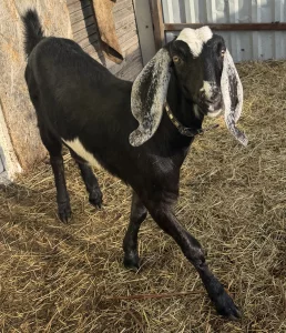 Козочка камори/нуб