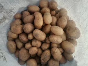 Картофель на корм скоту
