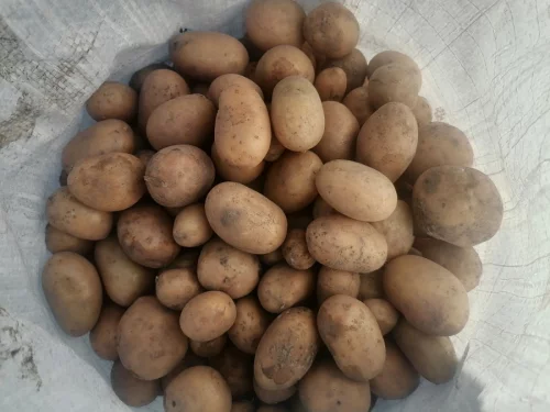 Картофель на корм скоту