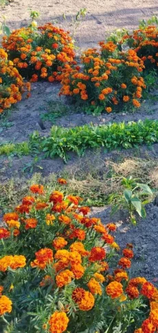 Семена бархатцев