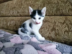 Отдам в хорошие руки