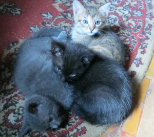 Котята
