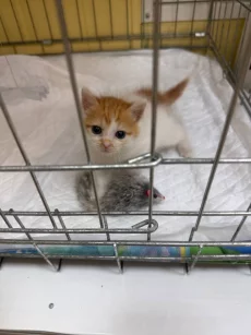 Котёнок в добрые и заботливые руки