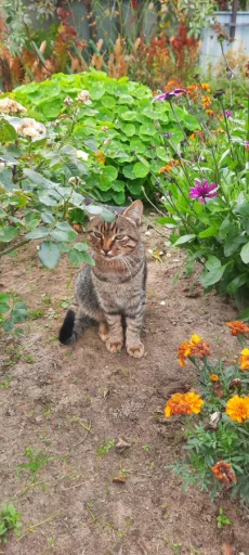 Котята в дар