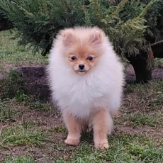 Шпиц мальчишка