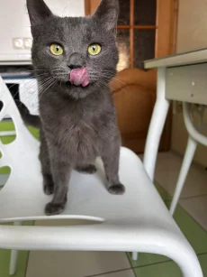 Молодой котик ищет дом