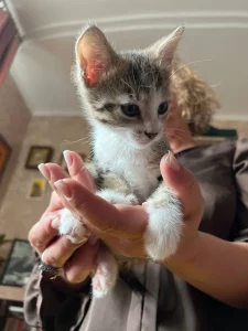Отдам котят в добрые руки