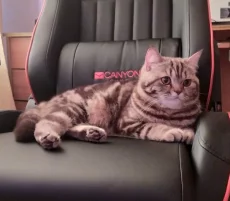 Мраморная молочная шоколадка. Британский котенок