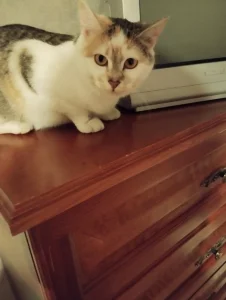 Очаровательные кошечки Лера и Вера ищут свой дом