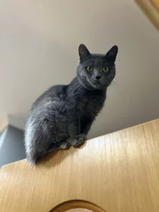 Молодой котик ищет дом