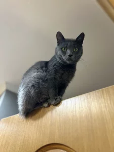 Молодой котик ищет дом