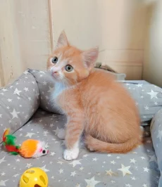Котёнок девочка рыжая