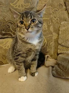 Котятат