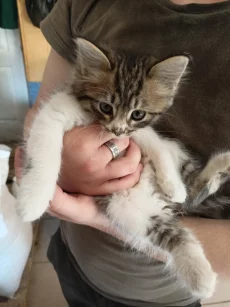 Отдам котят