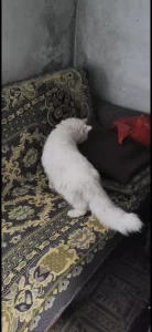 Найден белый красавец кот
