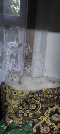 Найден белый красавец кот