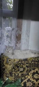 Найден белый красавец кот
