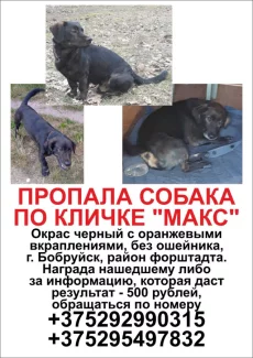 Пропал пёс.
