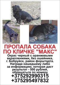 Пропал пёс.