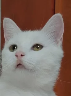 Стерилизованные кошечки
