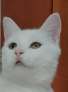 Стерилизованные кошечки