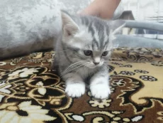 Шотландских котят