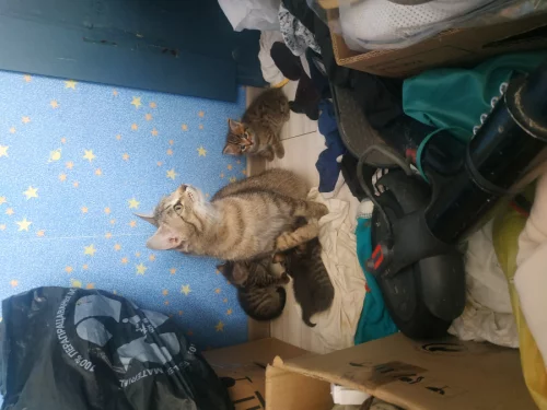 Котики