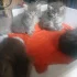 Котики