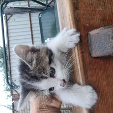 Отдам котенка