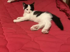 Котенок бесплатно