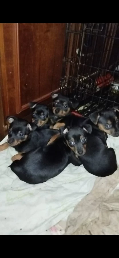 Малыши- метисы цвергпинчера