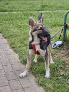 Щенок подросток