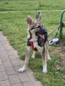 Щенок подросток