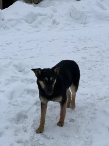Собака девочка-подросток бесплатно