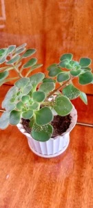 Аихрихон - цветок любви