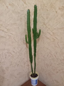 Молочай трехгранный